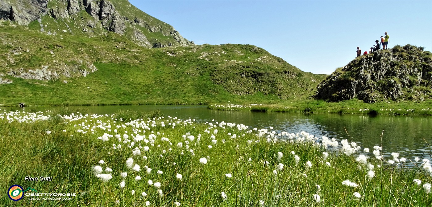 40 Bianchi eriofori al  Lago di Ponteranica inf..JPG -                                